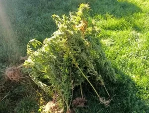 Aşkale’de 40 Kök Kenevir Ele Geçirildi