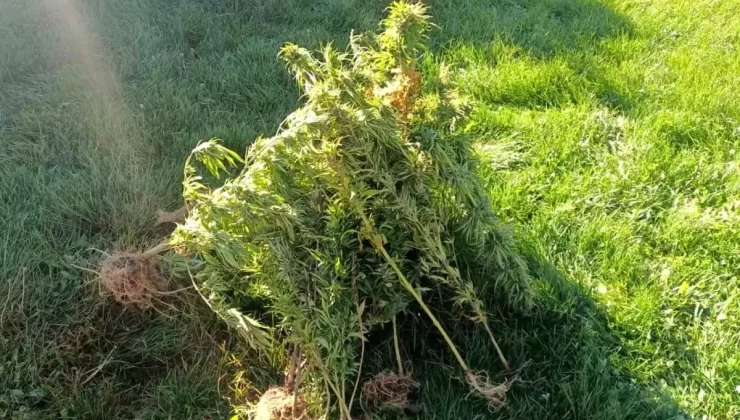 Aşkale’de 40 Kök Kenevir Ele Geçirildi