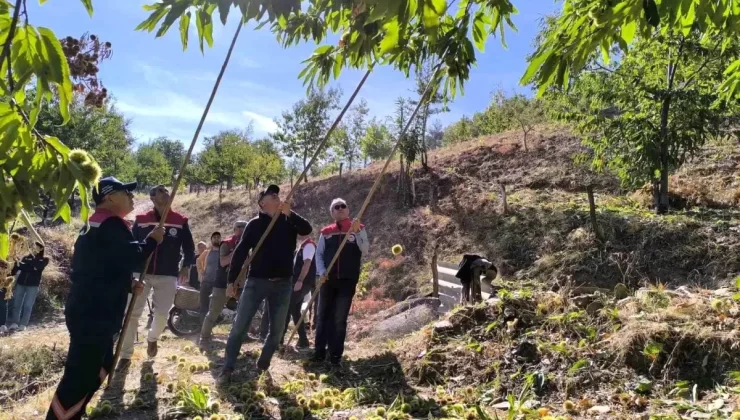 Aydın Kestanesinde Hasat Başladı
