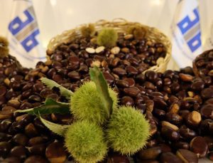 Aydın’da sezonun ilk kestanesinin kilosu 500 TL’den satıldı