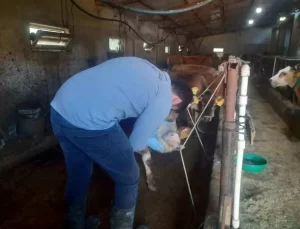 Aydıntepe’de Hayvanlara Şap Aşısı Yapılıyor