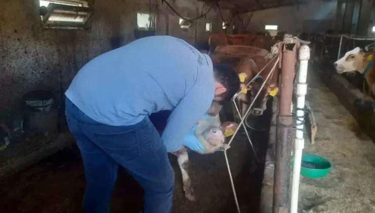 Aydıntepe’de Hayvanlara Şap Aşısı Yapılıyor