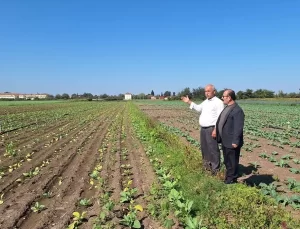 Bafra Ovası’nda Kışlık Sebze Ekiminde Hasar Sorunu