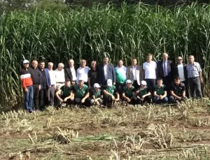 Bafra Ovası’nda Maralfalfa Hasadı Yapıldı