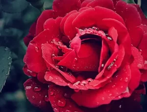 Başımız sağ olsun; onları kaybettik! Bugün vefat edenler…