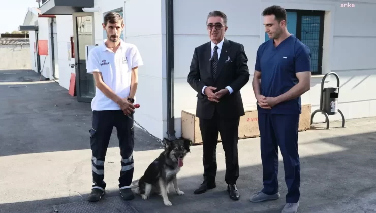 Başkan Mutlu, Hayvanları Koruma Günü’nde Barınaktan Köpek Sahiplenerek Örnek Oldu