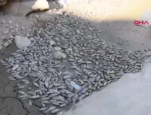 Batman’da Balık Ölümleri İnceleniyor