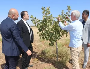 Batman’da Yapay Zeka ile Fıstık Verimliliği Artacak