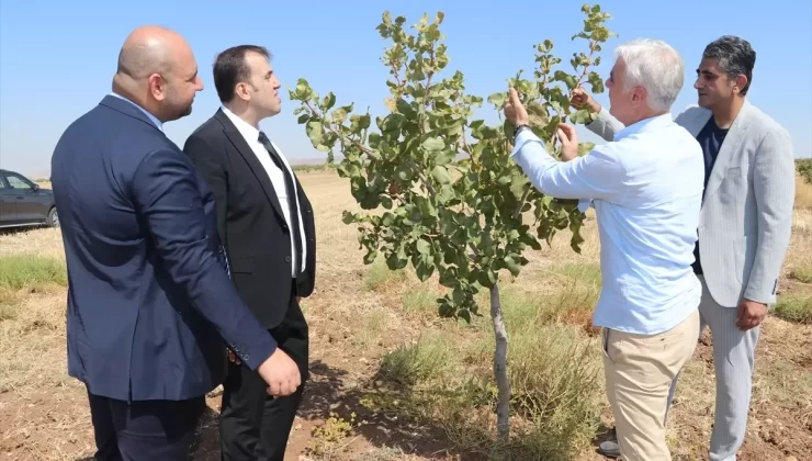 Batman’da Yapay Zeka ile Fıstık Verimliliği Artacak