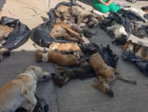 Belediyenin bakım merkezinde hayvan katliamı