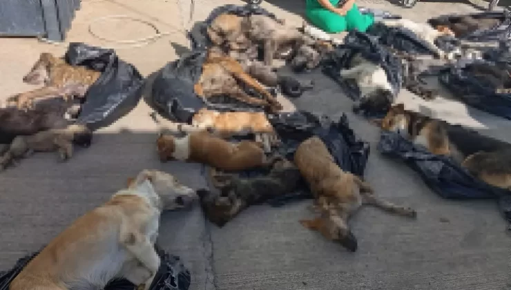 Belediyenin bakım merkezinde hayvan katliamı