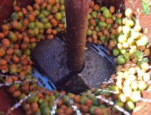 Beyni geliştiriyor, hafızayı makine gibi çalıştırıyor: Bir gece suda bekletip tüketin