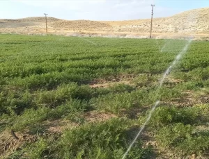 Beypazarı’nda Sabah Namazı Buluşması