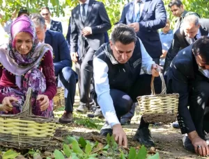 Bilecik’te Ceviz Hasadı Başladı