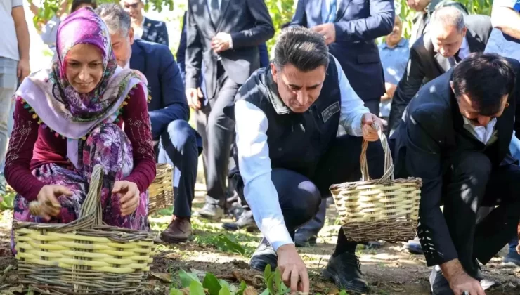 Bilecik’te Ceviz Hasadı Başladı