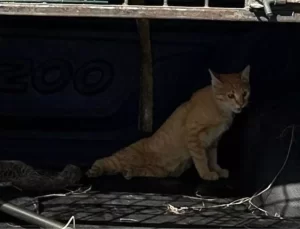 Bilecik’te Jandarma Ekipleri Yaralı Kediye Yardım Etti