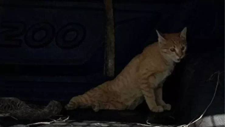 Bilecik’te Jandarma Ekipleri Yaralı Kediye Yardım Etti