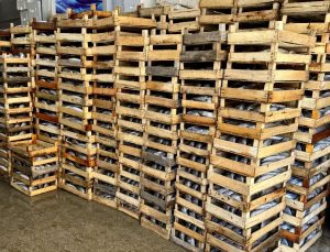 Bir gecede 2 bin kasa palamut