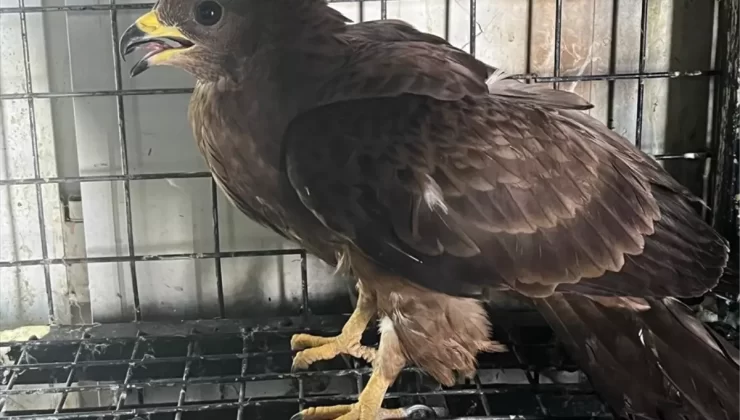 Bitkin Arı Şahini Doğaya Salındı