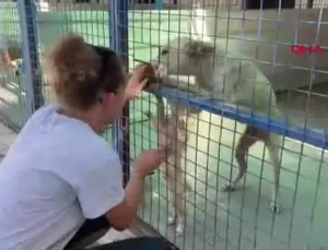 Bodrum’da Hayvansever İki Arkadaş