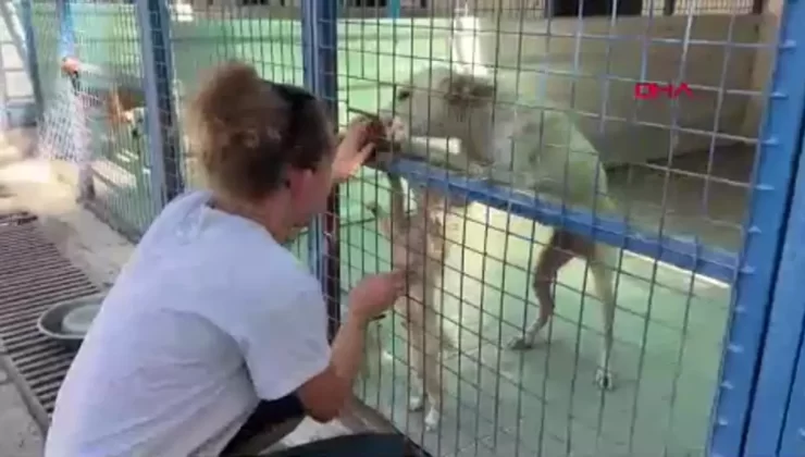 Bodrum’da Hayvansever İki Arkadaş