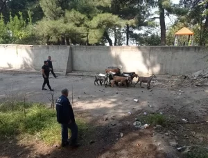 Boş Havuzdan 14 Keçi Kurtarıldı