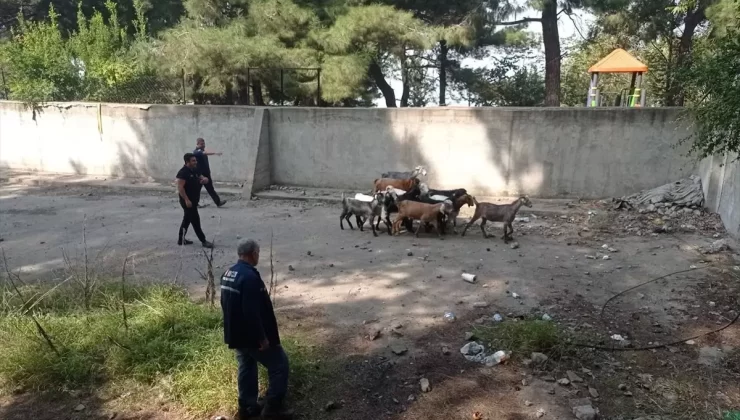 Boş Havuzdan 14 Keçi Kurtarıldı