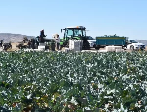 Brokoli Üretiminde Başarı: Çiftçiler Yüz Güldürüyor