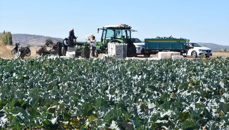 Brokoli Üretiminde Başarı: Çiftçiler Yüz Güldürüyor