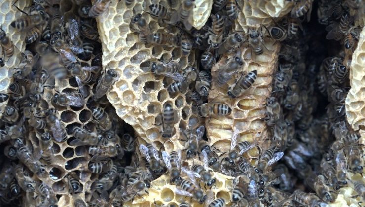 Bu balın fiyatı 2 bin 500 TL! “El değmiyor, tamamen doğal”