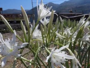 Bu bitkiyi kopartmanın cezası 387 bin TL