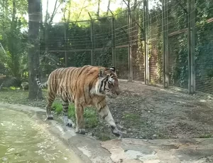 Bursa Hayvanat Bahçesi’nde Çiftleşme Projesi