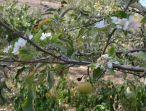 Çankırı’da Elma Ağacı Ekim’de Çiçek Açtı