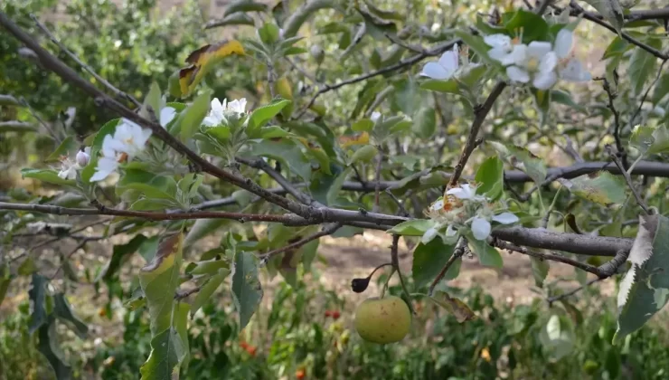 Çankırı’da Elma Ağacı Ekim’de Çiçek Açtı