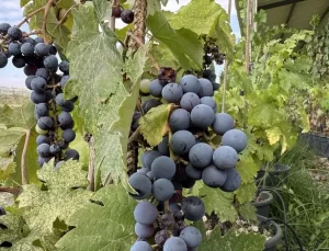 Çekirdeksiz Isabella Üzümü Geliştirildi