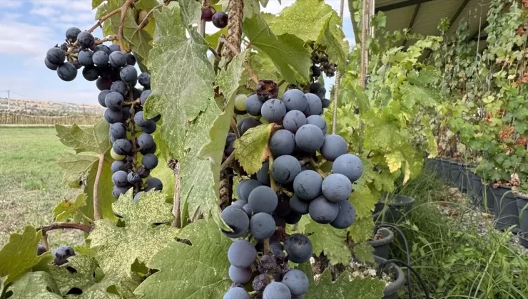 Çekirdeksiz Isabella Üzümü Geliştirildi