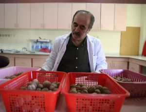 Ceviz Ağaçlarında Dal Solgunluğu Tehdidi