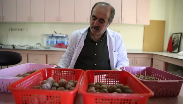 Ceviz Ağaçlarında Dal Solgunluğu Tehdidi