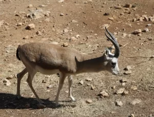 Ceylanlar Doğaya Salınıyor