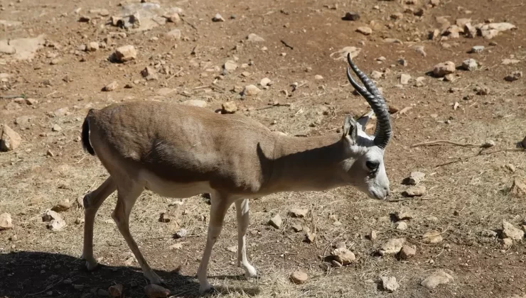 Ceylanlar Doğaya Salınıyor