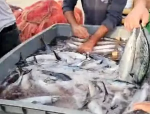 Cide’de Palamut Bolluğu