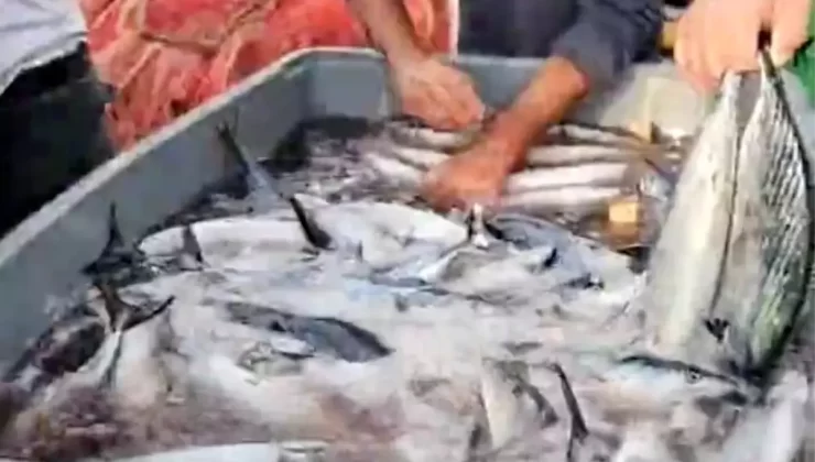 Cide’de Palamut Bolluğu