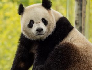 Çin ve ABD arasında panda diplomasisi: İki yeni panda gönderiyor