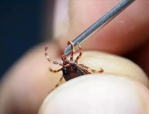 Çin’de kene kaynaklı yeni bir virüs keşfedildi