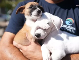 Çukurova Belediyesi’nden Dünya Havyan Hakları Günü Etkinliği