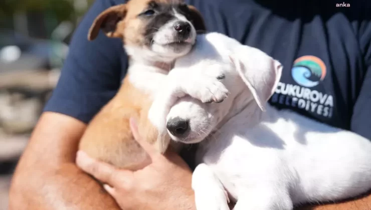 Çukurova Belediyesi’nden Dünya Havyan Hakları Günü Etkinliği