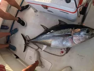 Denizli’de Dev Orkinos İkramı Etkinliği