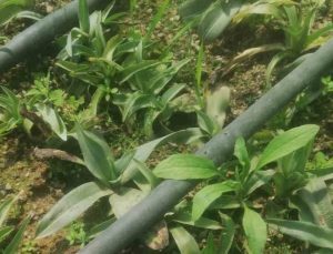 Denizli’de yeni sezonun ilk salepleri ekildi