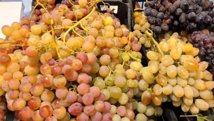 Denizli’de Yerel Üzümler İçin Islah Çalışması