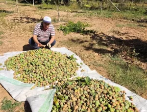 Denizli’nin Çameli İlçesinde 2024 Ceviz Hasadı Başladı